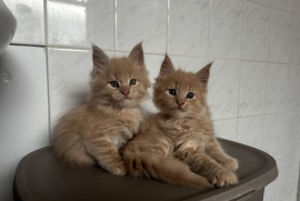 ✨4 Beautiful Maine Coon Kittens✨