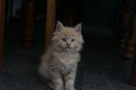 ✨4 Beautiful Maine Coon Kittens✨