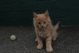 ✨4 Beautiful Maine Coon Kittens✨