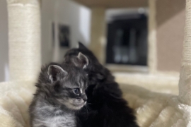 Main Coon Kittens Registered with GCCF