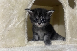 Main Coon Kittens Registered with GCCF