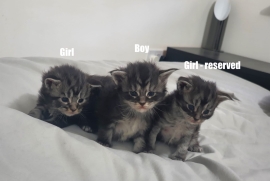 Main Coon Kittens Registered with GCCF