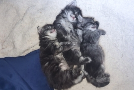 Main Coon Kittens Registered with GCCF