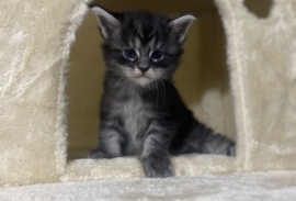 Main Coon Kittens Registered with GCCF