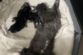 Main Coon Kittens Registered with GCCF