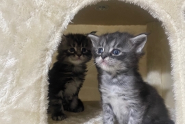 Main Coon Kittens Registered with GCCF