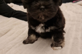 Beautiful Lhasa-apso boy & girl for sale