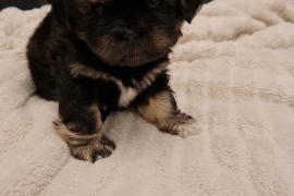 Beautiful Lhasa-apso boy & girl for sale