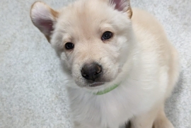 Beautiful German shepherd puppys