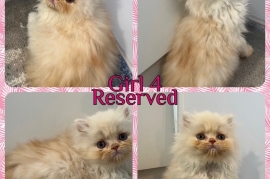 Pedigree Persian Kittens 