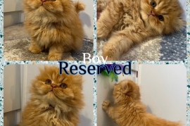 Pedigree Persian Kittens 