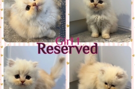 Pedigree Persian Kittens 