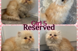 Pedigree Persian Kittens 