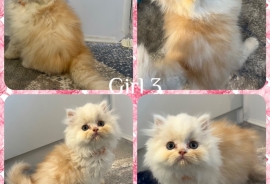 Pedigree Persian Kittens 