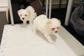 Bichon frise 