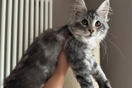 Maine Coon. Ready to move to a new family.