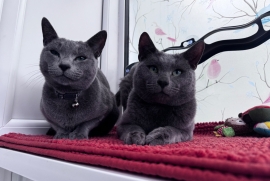 TICA Russian Blue Stud