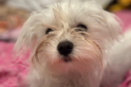 Male Maltese for stud 