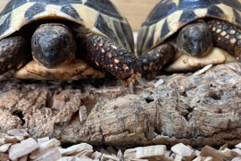 Tortoise 