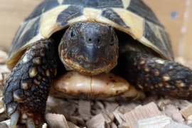 Tortoise 