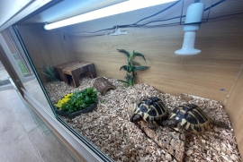 Tortoise 