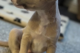 Whippet puppies 