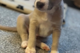 Whippet puppies 