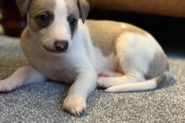 Whippet puppies 