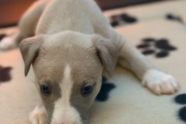 Whippet puppies 