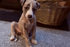 Whippet puppies 