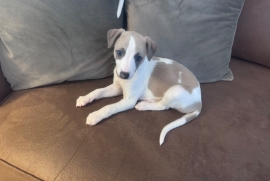 Whippet puppies 