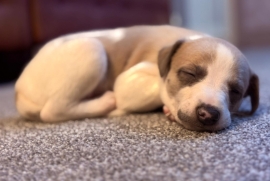 Whippet puppies 