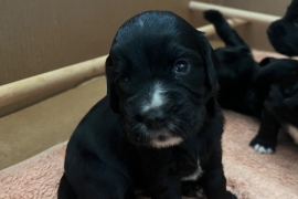 5 working cocker pups (only 2 gorgeous boys left!)