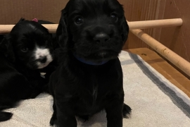 5 working cocker pups (only 2 gorgeous boys left!)