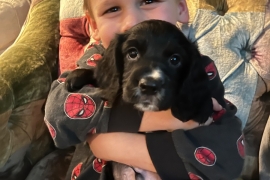 5 working cocker pups (only 2 gorgeous boys left!)