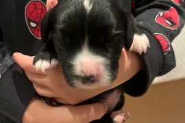 5 working cocker pups (3 boys, 2 girls)