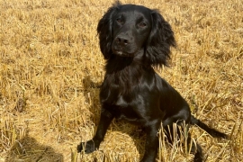 5 working cocker pups (3 boys, 2 girls)