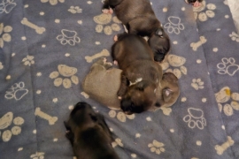 6 beautiful Staffordshire pups 