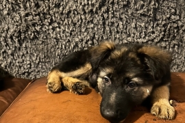 German Shepherd Puppies for sale