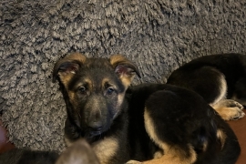 German Shepherd Puppies for sale