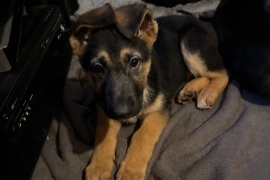 German Shepherd Puppies for sale