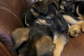 German Shepherd Puppies for sale