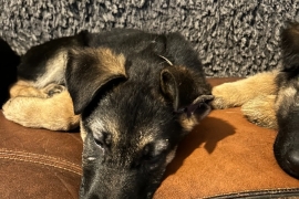 German Shepherd Puppies for sale