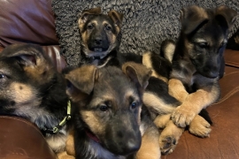 German Shepherd Puppies for sale