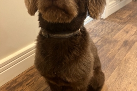 Friendly Family Labradoodle for sale