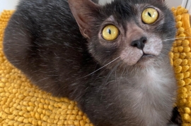 TICA Lykoi kittens