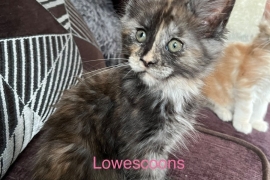 TICA Registered Maine Coon Kittens 