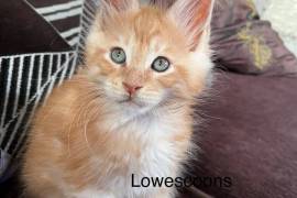 TICA Registered Maine Coon Kittens 