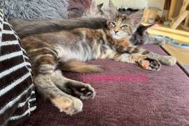 TICA Registered Maine Coon Kittens 