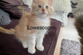 TICA Registered Maine Coon Kittens 